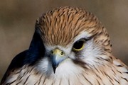 Nankeen Kestrel (Falco cenchroides)